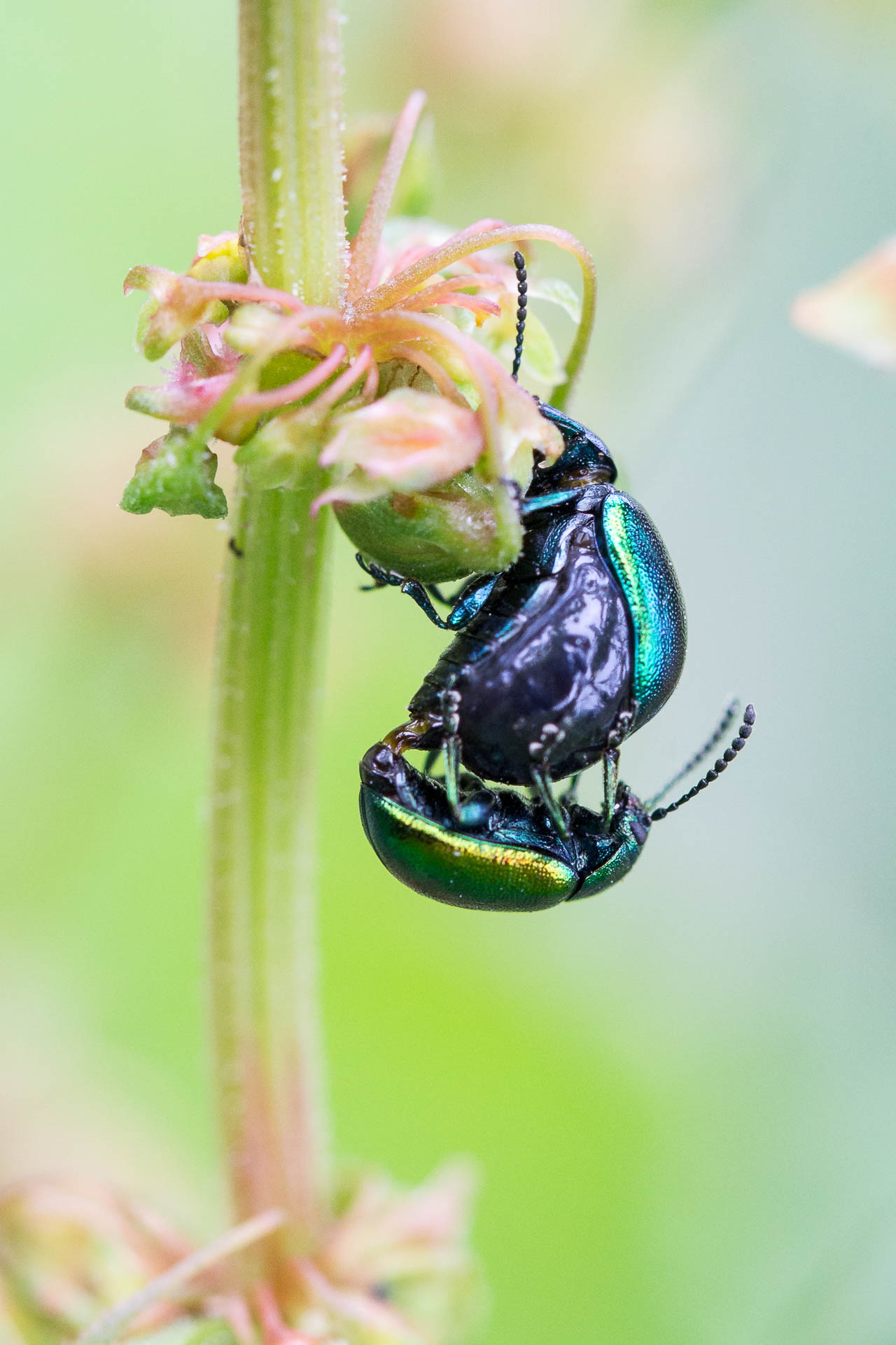 scarabee