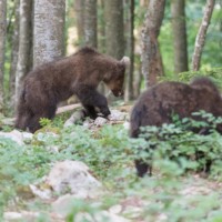 Les deux jeunes ours était vraiment plus posés que celui vu le matin. Sans doute parce qu'ils étaient deux - un frère, une sœur? On a aimé le croire.