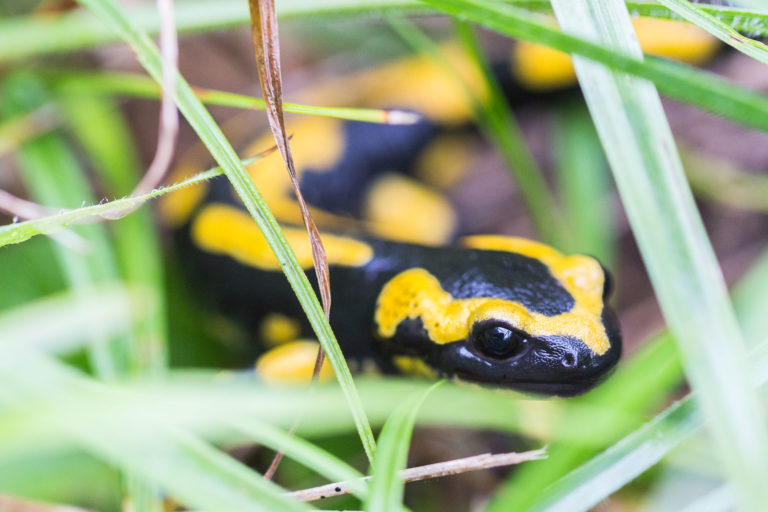 Salamandre