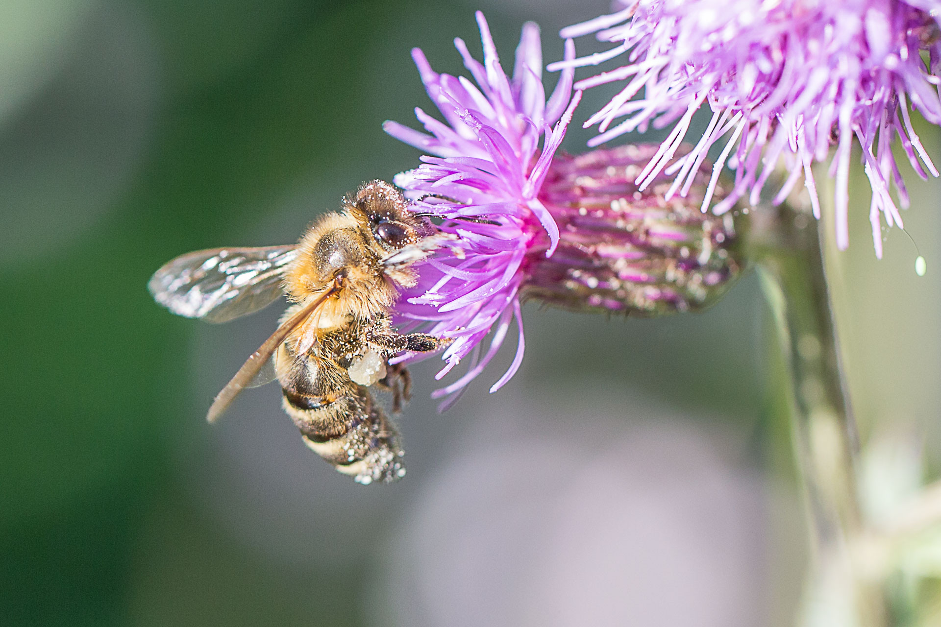 abeille-4