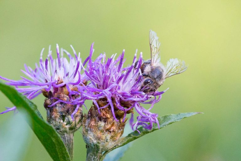 Une abeille usée