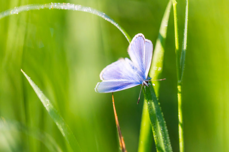 À la maraude – papillons