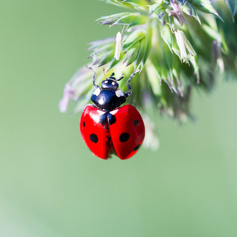 Coccinelle d’enfant