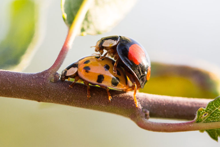 Les coccinelles amoureuses