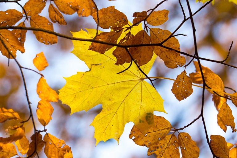 L’automne toujours