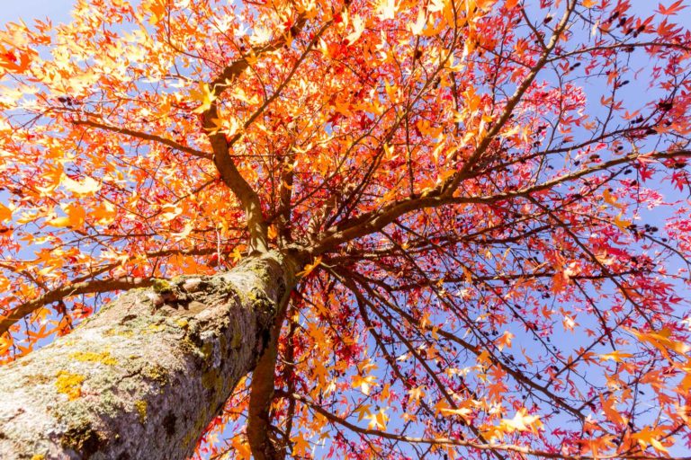 Automne encore