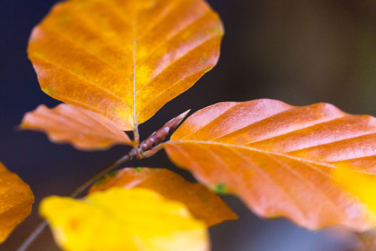 Si long, cet automne!