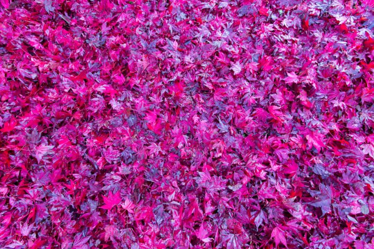 Tapis d’automne