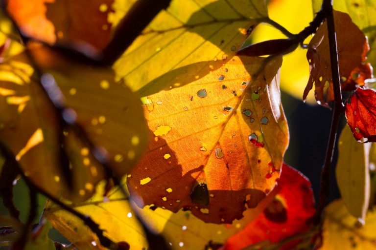 Portraits de feuilles