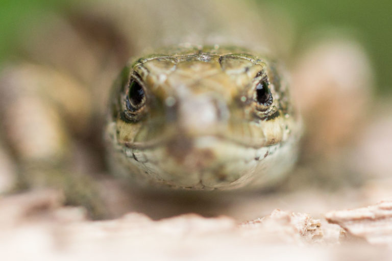 Lézard