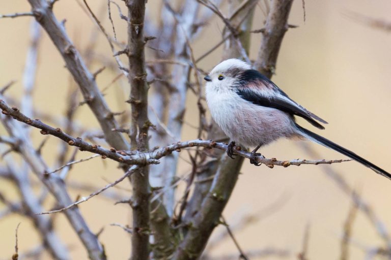 L’Ornithothèque de mon jardin