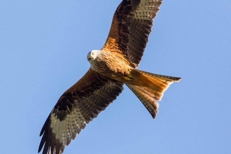 Ronde des rapaces