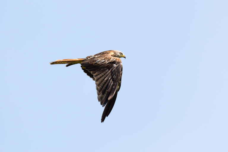 Rendez-vous rapaces