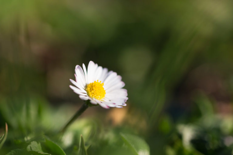 La pâquerette, fleur toutes saisons