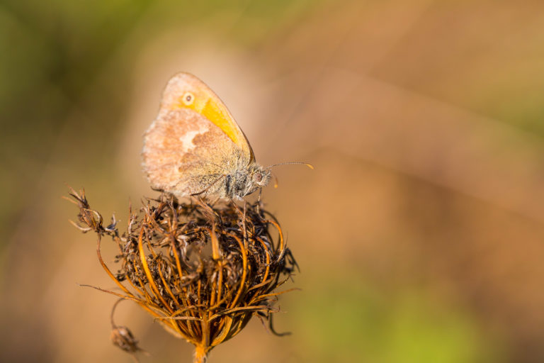 Balance sur papillon