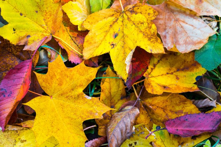 Mon premier automne… en photos