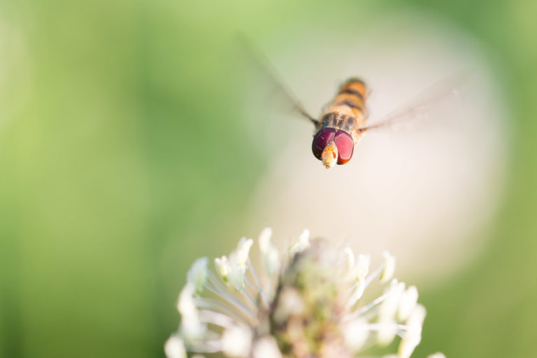 Le syrphide ou syrphidae