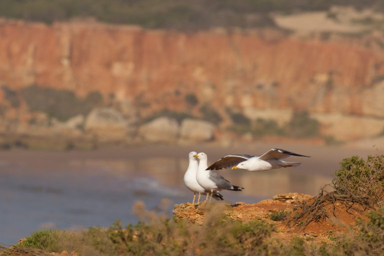 Ma première « mouette » ! … et mon premier lapin