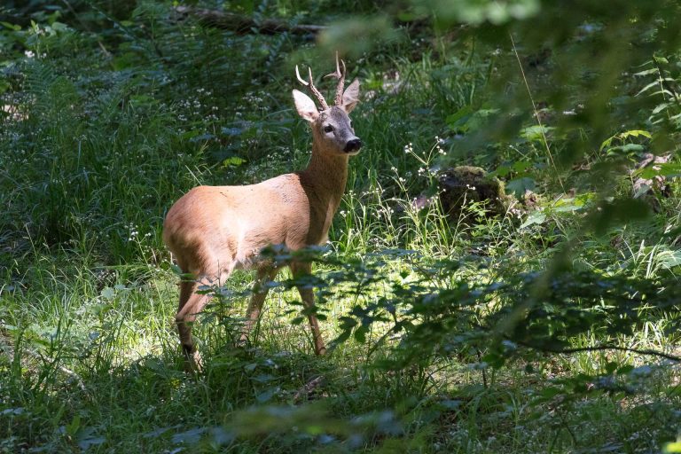 Slovénie: tranquille, le chevreuil