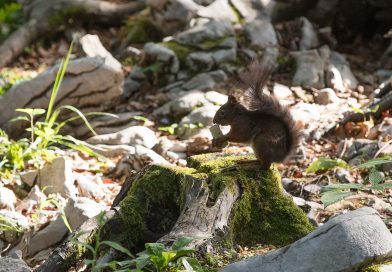 Slovénie: les écureuils s’invitent