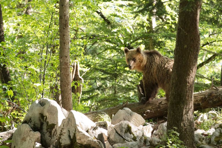 Slovénie: Ursus arctos