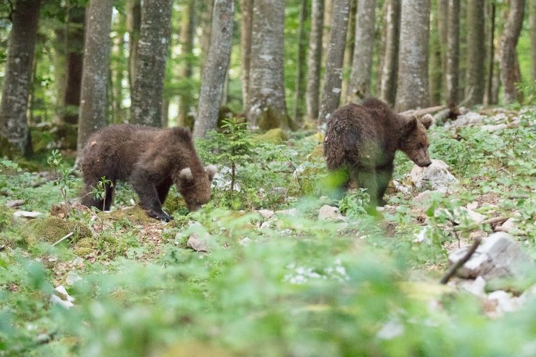 Slovénie – affût 4: mignons et gourmands