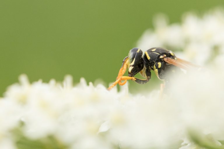 Quand la guêpe butine l’ombelle