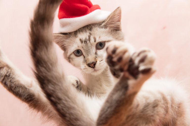 Malice de Noël: les coulisses du shooting