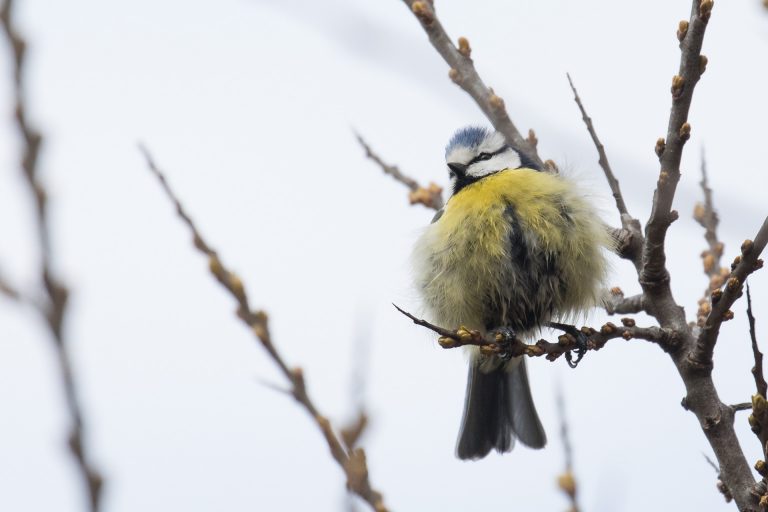 Plumage en pétard