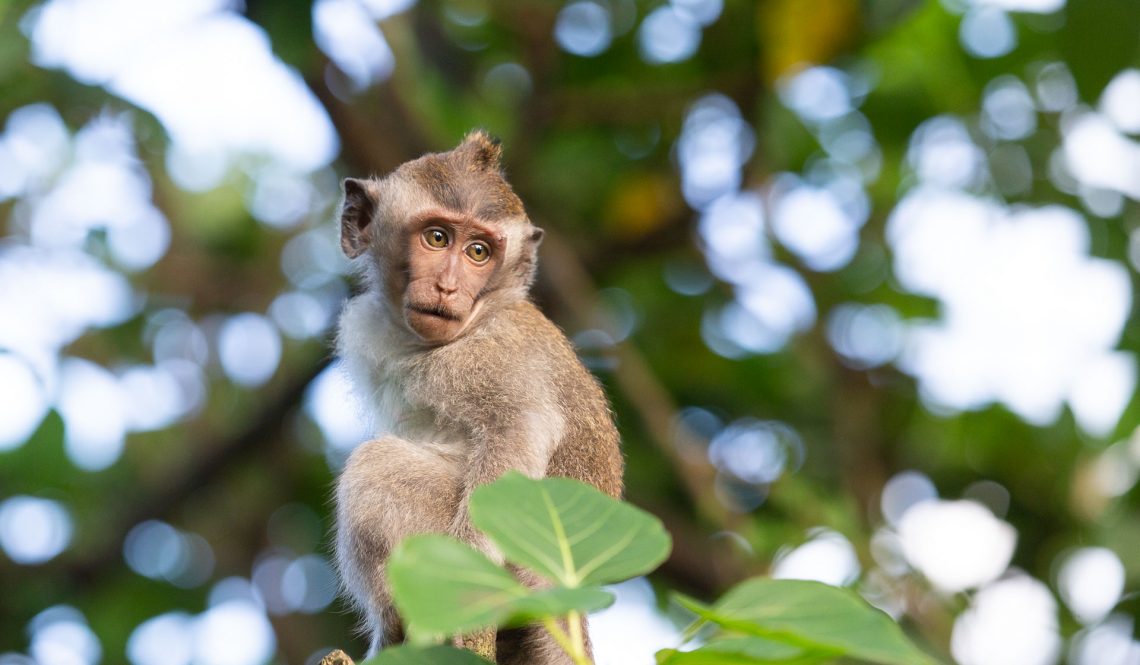 Quelques singes de Bali
