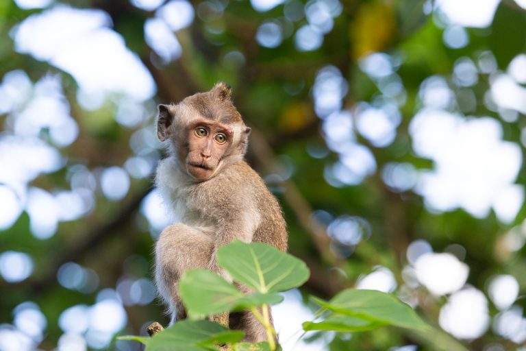Quelques singes de Bali