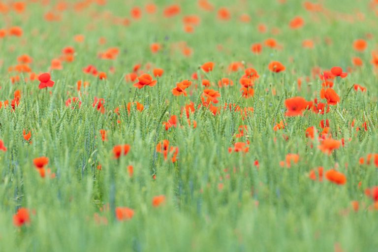 Joli coquelicot…