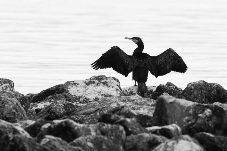 Les silhouettes du lac