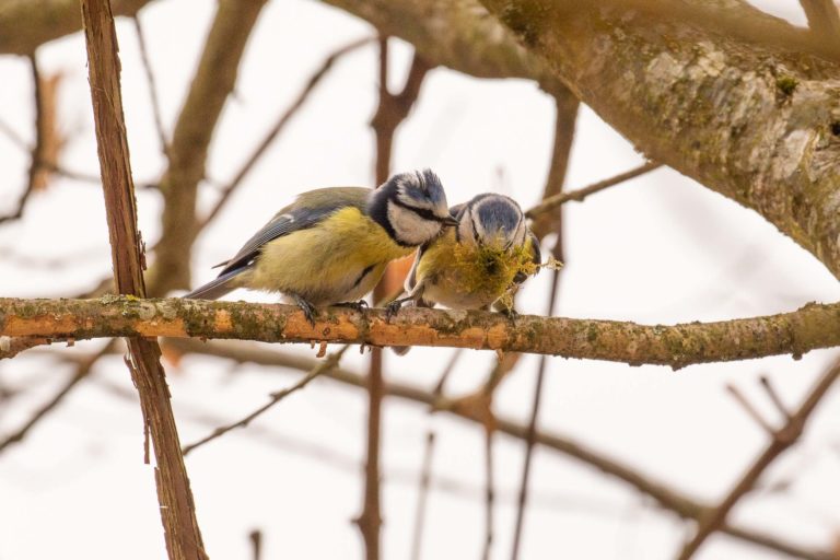 Des amours de petites bleues