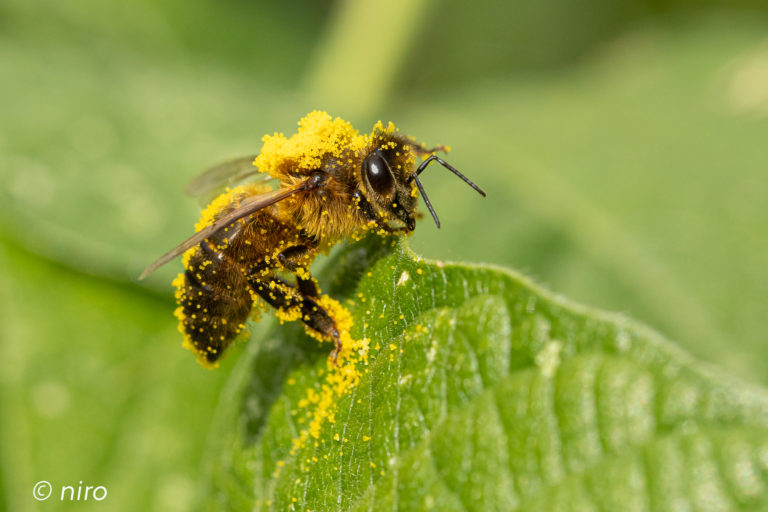 En pollen