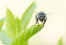 Rencontre: quatre plans pour une abeille