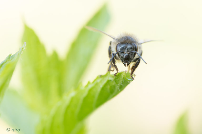 Rencontre: quatre plans pour une abeille