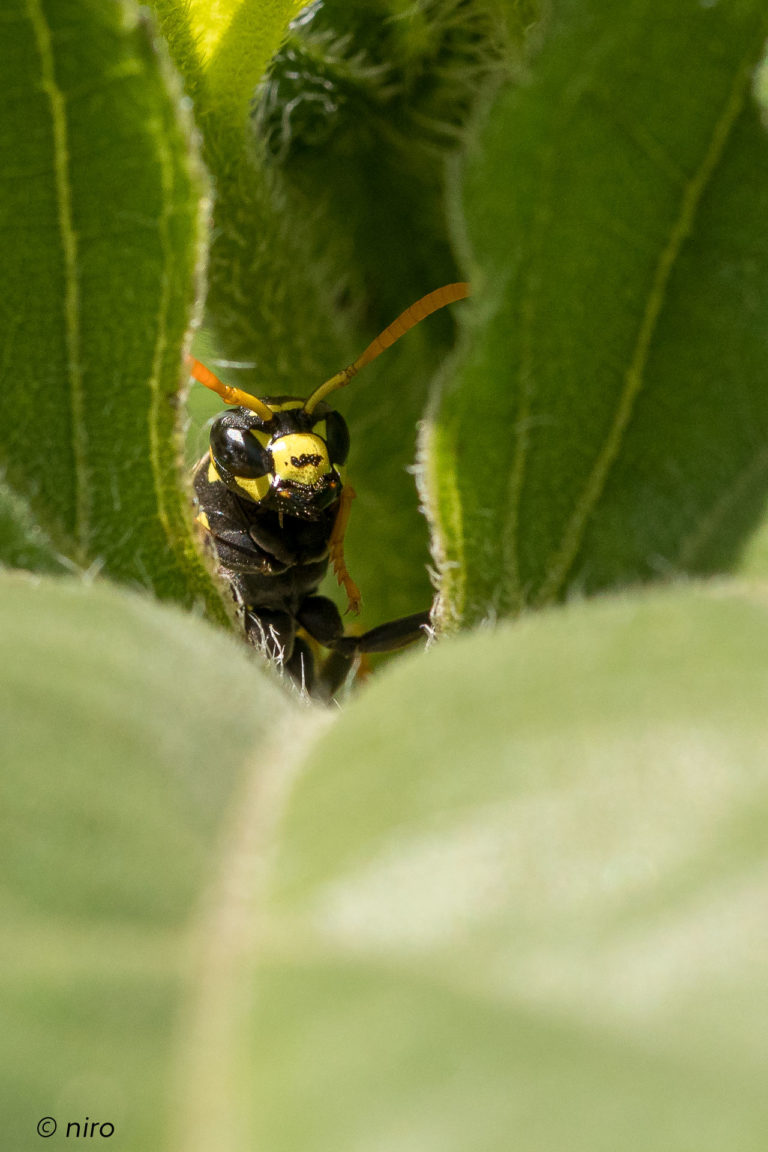 Le nectar invisible des guêpes