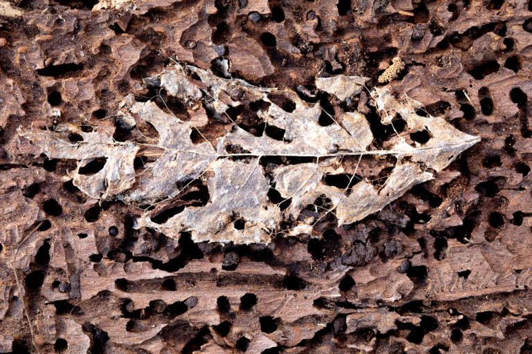 Il fut une feuille