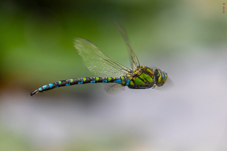 The dragonfly flies at…