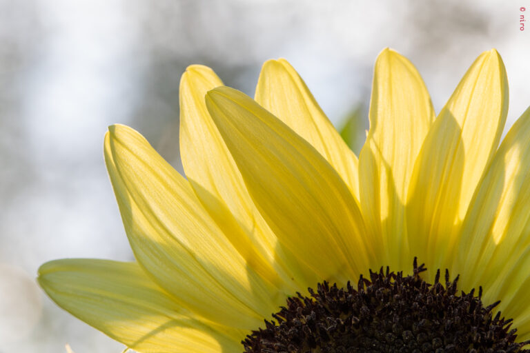Tournesols encore