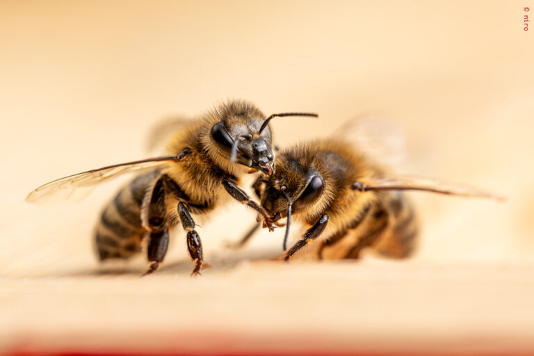 Deux abeilles