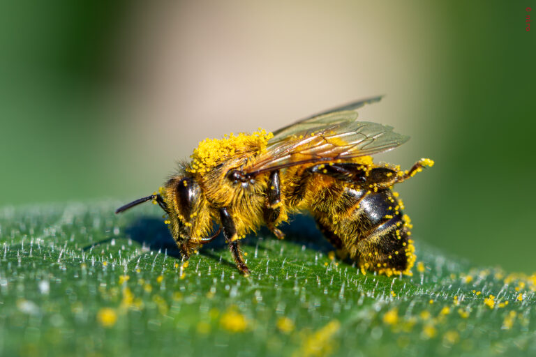Voici Bétanie