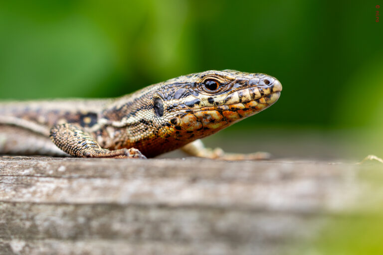 Lézard des platebandes