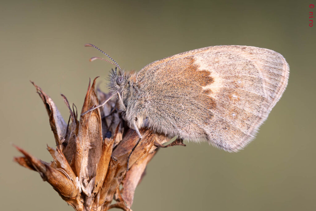 ... inconnu aussi...