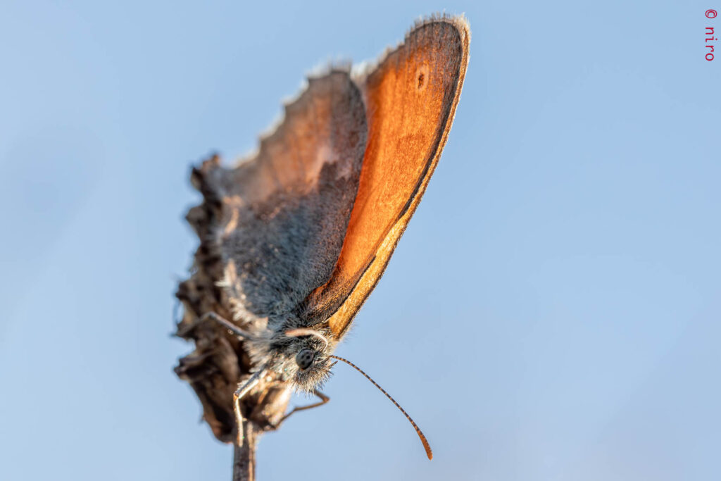 ... pour lui non plus...