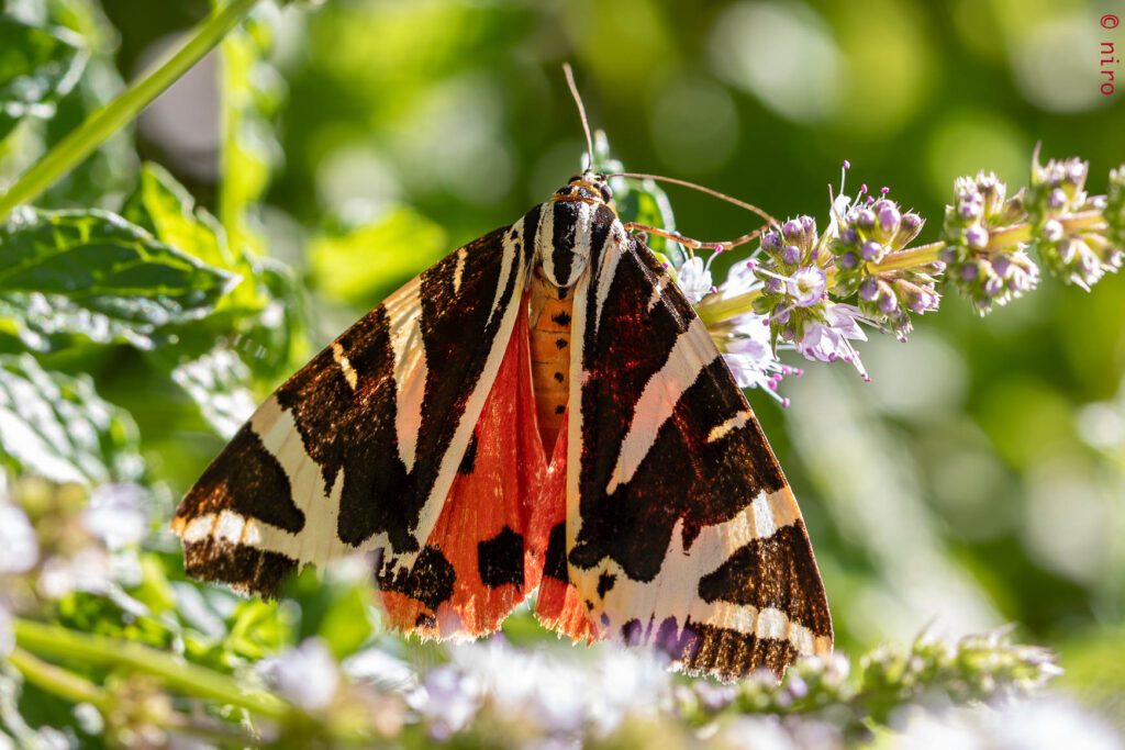 Lui (ou elle?), c'est un écaille chinée (Euplagia quadripunctaria)