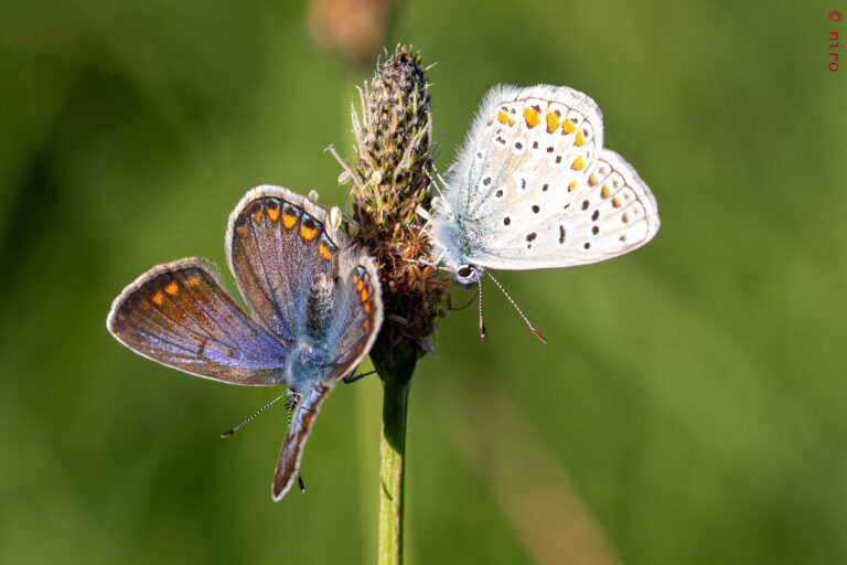 Et si l’on papillonnait?