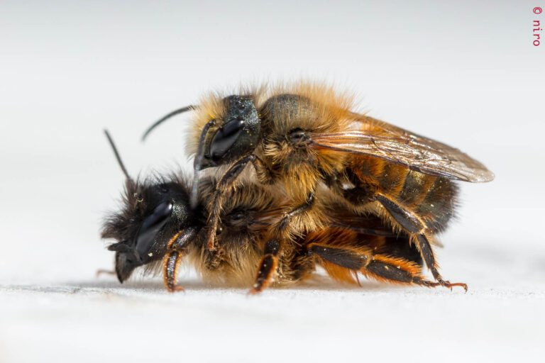 On se conte fleurette