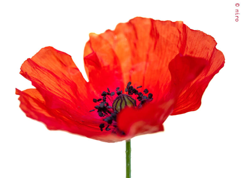 Le ciel comme fond blanc